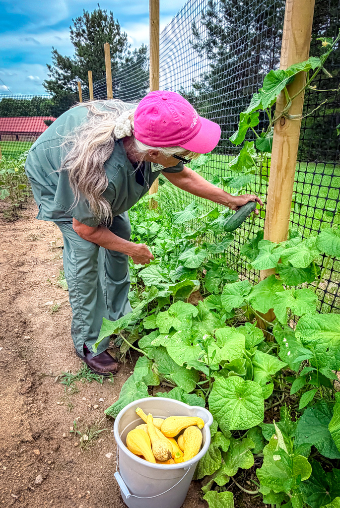 A person with long white hair and a pink hat picking green vegetables from a vegetable patch.