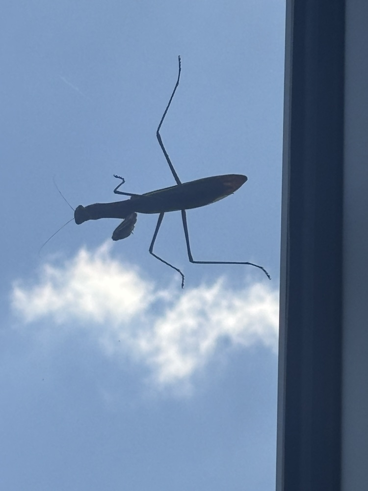 Praying Mantis watching UFLI