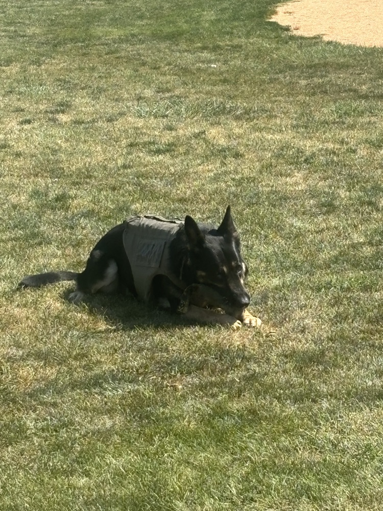 Deputy Quick and Bear demonstration 