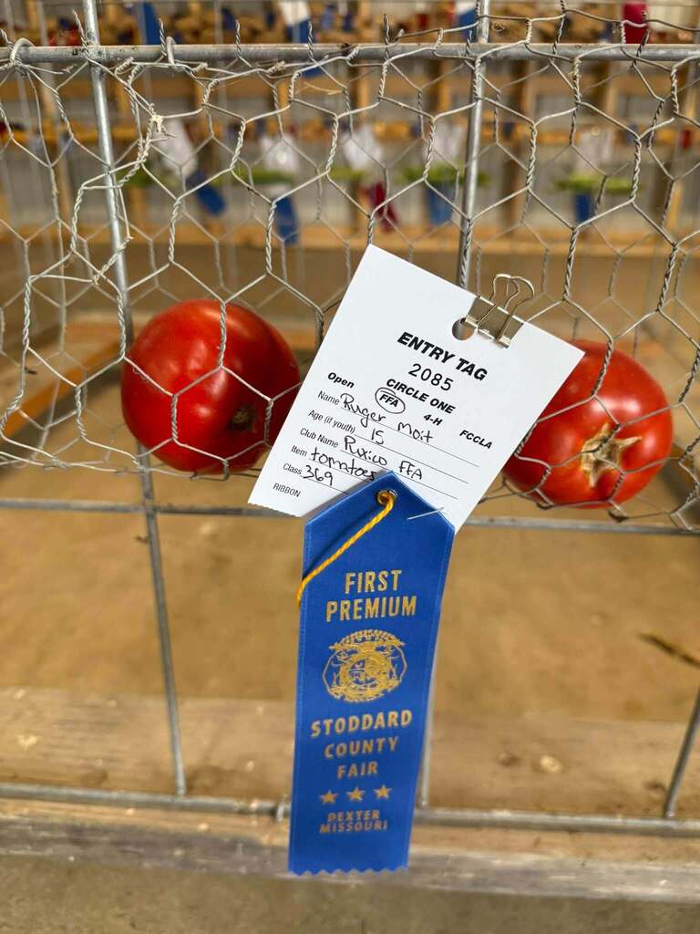 Our Puxico FFA members had a great week at the Stoddard County Fair! 🌾 While some of our members were in the livestock barns, others were busy putting their skills to work through their fair entries. From wood and metal projects to crops, vegetables, and more, our students had the opportunity to showcase the things they’ve been learning and working on throughout the year. There’s a lot of time, effort, and pride that goes into putting an entry on the fair table, and I’m proud of the way our students stepped up and represented Puxico FFA. A great week of learning, creating, growing, and showing off a little bit of what our students can do. 💙💛 Great job, Puxico FFA