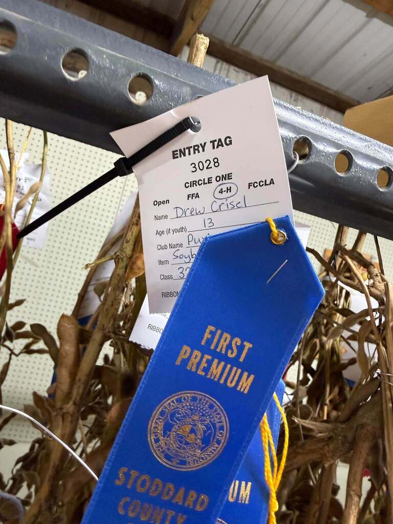 Our Puxico FFA members had a great week at the Stoddard County Fair! 🌾 While some of our members were in the livestock barns, others were busy putting their skills to work through their fair entries. From wood and metal projects to crops, vegetables, and more, our students had the opportunity to showcase the things they’ve been learning and working on throughout the year. There’s a lot of time, effort, and pride that goes into putting an entry on the fair table, and I’m proud of the way our students stepped up and represented Puxico FFA. A great week of learning, creating, growing, and showing off a little bit of what our students can do. 💙💛 Great job, Puxico FFA