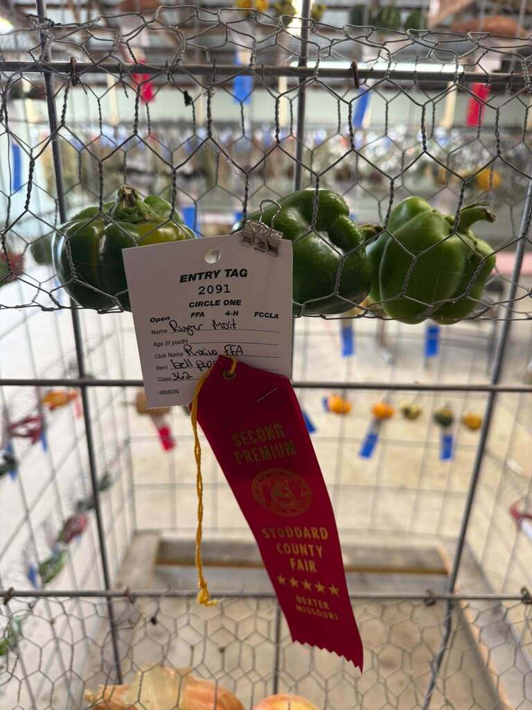 Our Puxico FFA members had a great week at the Stoddard County Fair! 🌾 While some of our members were in the livestock barns, others were busy putting their skills to work through their fair entries. From wood and metal projects to crops, vegetables, and more, our students had the opportunity to showcase the things they’ve been learning and working on throughout the year. There’s a lot of time, effort, and pride that goes into putting an entry on the fair table, and I’m proud of the way our students stepped up and represented Puxico FFA. A great week of learning, creating, growing, and showing off a little bit of what our students can do. 💙💛 Great job, Puxico FFA