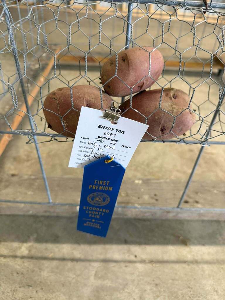 Our Puxico FFA members had a great week at the Stoddard County Fair! 🌾 While some of our members were in the livestock barns, others were busy putting their skills to work through their fair entries. From wood and metal projects to crops, vegetables, and more, our students had the opportunity to showcase the things they’ve been learning and working on throughout the year. There’s a lot of time, effort, and pride that goes into putting an entry on the fair table, and I’m proud of the way our students stepped up and represented Puxico FFA. A great week of learning, creating, growing, and showing off a little bit of what our students can do. 💙💛 Great job, Puxico FFA