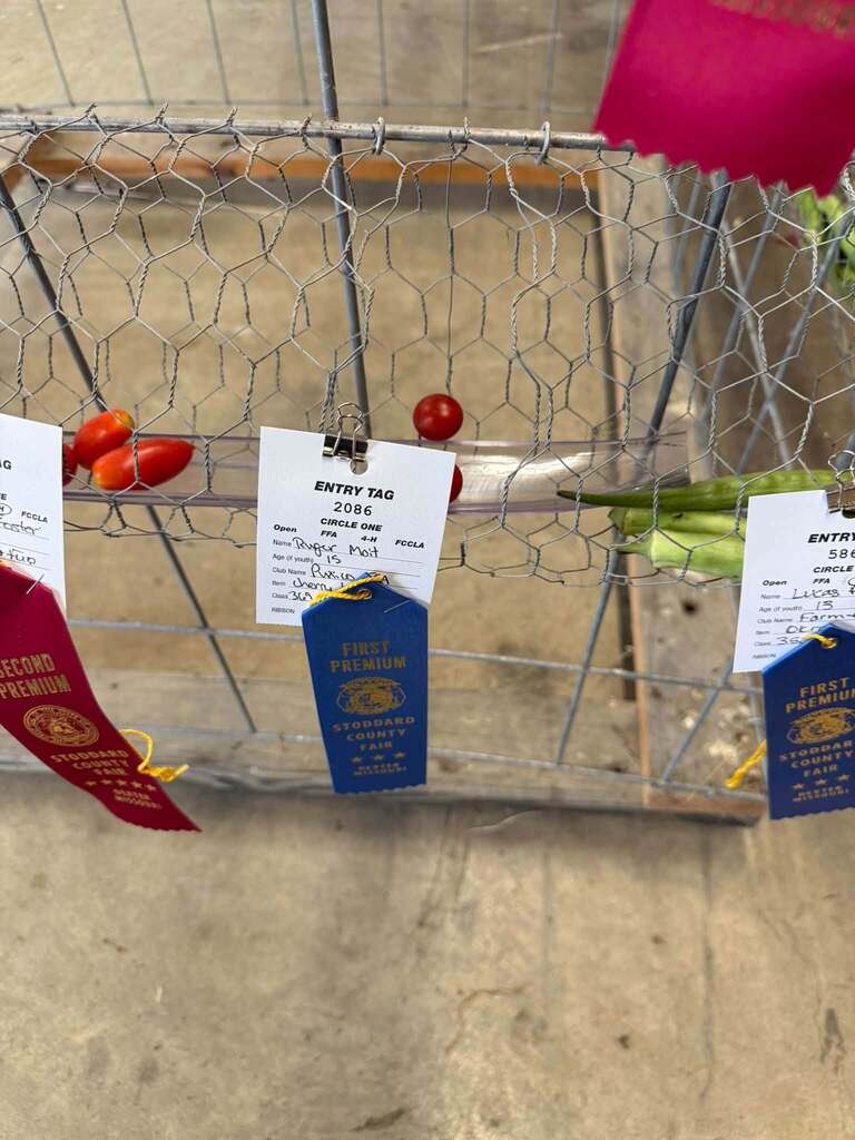 Our Puxico FFA members had a great week at the Stoddard County Fair! 🌾 While some of our members were in the livestock barns, others were busy putting their skills to work through their fair entries. From wood and metal projects to crops, vegetables, and more, our students had the opportunity to showcase the things they’ve been learning and working on throughout the year. There’s a lot of time, effort, and pride that goes into putting an entry on the fair table, and I’m proud of the way our students stepped up and represented Puxico FFA. A great week of learning, creating, growing, and showing off a little bit of what our students can do. 💙💛 Great job, Puxico FFA