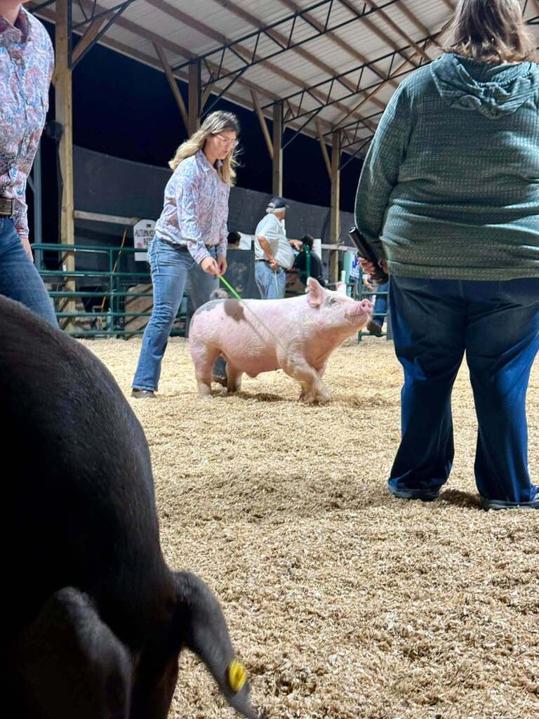 What a week for our Puxico FFA livestock exhibitors at the Stoddard County Fair!  From showmanship and long days at the barn to the Wednesday and Thursday night shows and Saturday morning’s sale, these students put in the work and represented our chapter well. 🌟 Caleb Wagner: Supreme Grand Champion Market Steer and 3rd Light-Medium Market Swine FFA 🌟 Miley Harmon: Supreme Reserve Grand Champion Market Goat, FFA Showmanship Goat, and 2nd medium market swine FFA. ✨ Maylee Stephens: 2nd Heavy Market Steer 4-H and 1st Medium (B) Market Swine 4-H 🐖 Landon Faries: 2nd Heavy Market Swine FFA 🐖 Maggie Reinert: 3rd Medium-Heavy Market Swine FFA 🐖 Lexi Freeman: Heavy Market Swine FFA 🐖 Kelsi Placher: Medium-Heavy Market Swine FFA and FFA Showmanship 🐖 Caden Hemby: Light Market Swine FFA And that’s not even including all of the breeding class accomplishments, or our Puxico 4-H Warriors accomplishments which were just as impressive!  More than the banners and placings, this week was about the time spent feeding, fitting, walking, practicing, learning, and showing up for these animals day after day. I’m proud of the work this group put in and the way they represented Puxico FFA. Congratulations to all of our livestock exhibitors on a great Stoddard County Fair!