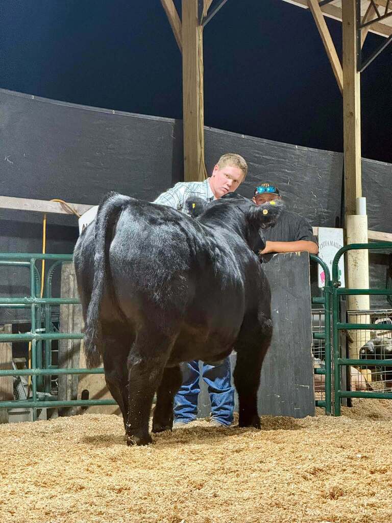 What a week for our Puxico FFA livestock exhibitors at the Stoddard County Fair!  From showmanship and long days at the barn to the Wednesday and Thursday night shows and Saturday morning’s sale, these students put in the work and represented our chapter well. 🌟 Caleb Wagner: Supreme Grand Champion Market Steer and 3rd Light-Medium Market Swine FFA 🌟 Miley Harmon: Supreme Reserve Grand Champion Market Goat, FFA Showmanship Goat, and 2nd medium market swine FFA. ✨ Maylee Stephens: 2nd Heavy Market Steer 4-H and 1st Medium (B) Market Swine 4-H 🐖 Landon Faries: 2nd Heavy Market Swine FFA 🐖 Maggie Reinert: 3rd Medium-Heavy Market Swine FFA 🐖 Lexi Freeman: Heavy Market Swine FFA 🐖 Kelsi Placher: Medium-Heavy Market Swine FFA and FFA Showmanship 🐖 Caden Hemby: Light Market Swine FFA And that’s not even including all of the breeding class accomplishments, or our Puxico 4-H Warriors accomplishments which were just as impressive!  More than the banners and placings, this week was about the time spent feeding, fitting, walking, practicing, learning, and showing up for these animals day after day. I’m proud of the work this group put in and the way they represented Puxico FFA. Congratulations to all of our livestock exhibitors on a great Stoddard County Fair!