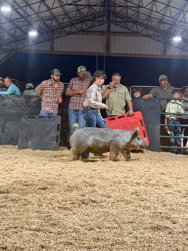 What a week for our Puxico FFA livestock exhibitors at the Stoddard County Fair!  From showmanship and long days at the barn to the Wednesday and Thursday night shows and Saturday morning’s sale, these students put in the work and represented our chapter well. 🌟 Caleb Wagner: Supreme Grand Champion Market Steer and 3rd Light-Medium Market Swine FFA 🌟 Miley Harmon: Supreme Reserve Grand Champion Market Goat, FFA Showmanship Goat, and 2nd medium market swine FFA. ✨ Maylee Stephens: 2nd Heavy Market Steer 4-H and 1st Medium (B) Market Swine 4-H 🐖 Landon Faries: 2nd Heavy Market Swine FFA 🐖 Maggie Reinert: 3rd Medium-Heavy Market Swine FFA 🐖 Lexi Freeman: Heavy Market Swine FFA 🐖 Kelsi Placher: Medium-Heavy Market Swine FFA and FFA Showmanship 🐖 Caden Hemby: Light Market Swine FFA And that’s not even including all of the breeding class accomplishments, or our Puxico 4-H Warriors accomplishments which were just as impressive!  More than the banners and placings, this week was about the time spent feeding, fitting, walking, practicing, learning, and showing up for these animals day after day. I’m proud of the work this group put in and the way they represented Puxico FFA. Congratulations to all of our livestock exhibitors on a great Stoddard County Fair!