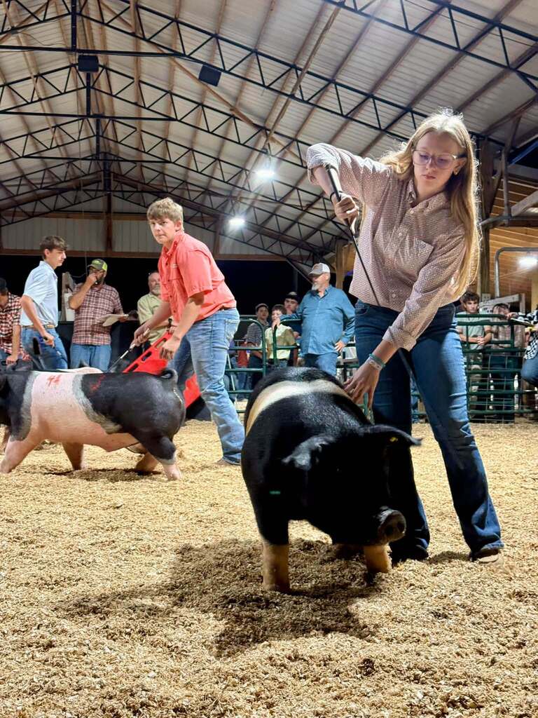 What a week for our Puxico FFA livestock exhibitors at the Stoddard County Fair!  From showmanship and long days at the barn to the Wednesday and Thursday night shows and Saturday morning’s sale, these students put in the work and represented our chapter well. 🌟 Caleb Wagner: Supreme Grand Champion Market Steer and 3rd Light-Medium Market Swine FFA 🌟 Miley Harmon: Supreme Reserve Grand Champion Market Goat, FFA Showmanship Goat, and 2nd medium market swine FFA. ✨ Maylee Stephens: 2nd Heavy Market Steer 4-H and 1st Medium (B) Market Swine 4-H 🐖 Landon Faries: 2nd Heavy Market Swine FFA 🐖 Maggie Reinert: 3rd Medium-Heavy Market Swine FFA 🐖 Lexi Freeman: Heavy Market Swine FFA 🐖 Kelsi Placher: Medium-Heavy Market Swine FFA and FFA Showmanship 🐖 Caden Hemby: Light Market Swine FFA And that’s not even including all of the breeding class accomplishments, or our Puxico 4-H Warriors accomplishments which were just as impressive!  More than the banners and placings, this week was about the time spent feeding, fitting, walking, practicing, learning, and showing up for these animals day after day. I’m proud of the work this group put in and the way they represented Puxico FFA. Congratulations to all of our livestock exhibitors on a great Stoddard County Fair!