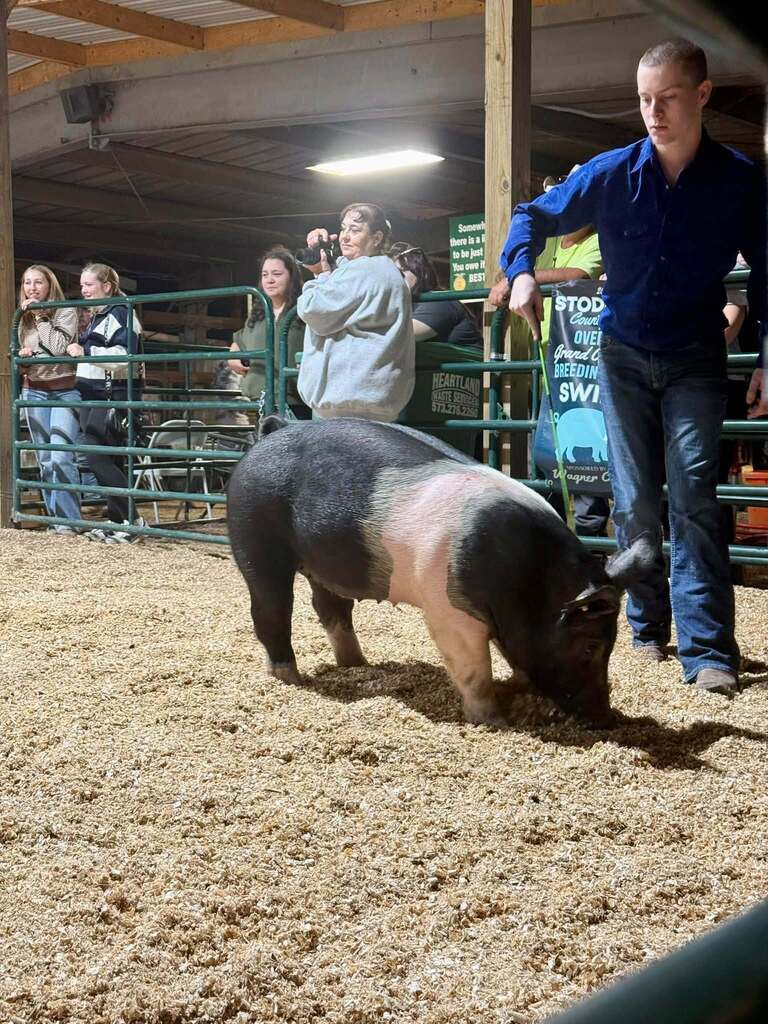 What a week for our Puxico FFA livestock exhibitors at the Stoddard County Fair!  From showmanship and long days at the barn to the Wednesday and Thursday night shows and Saturday morning’s sale, these students put in the work and represented our chapter well. 🌟 Caleb Wagner: Supreme Grand Champion Market Steer and 3rd Light-Medium Market Swine FFA 🌟 Miley Harmon: Supreme Reserve Grand Champion Market Goat, FFA Showmanship Goat, and 2nd medium market swine FFA. ✨ Maylee Stephens: 2nd Heavy Market Steer 4-H and 1st Medium (B) Market Swine 4-H 🐖 Landon Faries: 2nd Heavy Market Swine FFA 🐖 Maggie Reinert: 3rd Medium-Heavy Market Swine FFA 🐖 Lexi Freeman: Heavy Market Swine FFA 🐖 Kelsi Placher: Medium-Heavy Market Swine FFA and FFA Showmanship 🐖 Caden Hemby: Light Market Swine FFA And that’s not even including all of the breeding class accomplishments, or our Puxico 4-H Warriors accomplishments which were just as impressive!  More than the banners and placings, this week was about the time spent feeding, fitting, walking, practicing, learning, and showing up for these animals day after day. I’m proud of the work this group put in and the way they represented Puxico FFA. Congratulations to all of our livestock exhibitors on a great Stoddard County Fair!