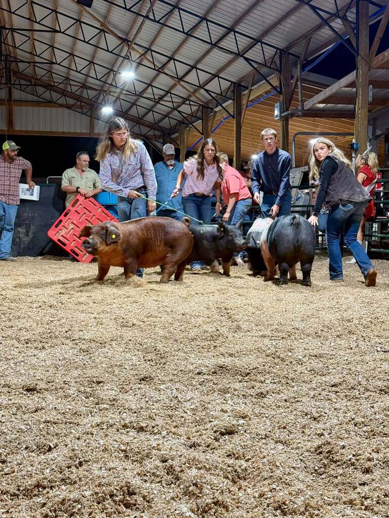 What a week for our Puxico FFA livestock exhibitors at the Stoddard County Fair!  From showmanship and long days at the barn to the Wednesday and Thursday night shows and Saturday morning’s sale, these students put in the work and represented our chapter well. 🌟 Caleb Wagner: Supreme Grand Champion Market Steer and 3rd Light-Medium Market Swine FFA 🌟 Miley Harmon: Supreme Reserve Grand Champion Market Goat, FFA Showmanship Goat, and 2nd medium market swine FFA. ✨ Maylee Stephens: 2nd Heavy Market Steer 4-H and 1st Medium (B) Market Swine 4-H 🐖 Landon Faries: 2nd Heavy Market Swine FFA 🐖 Maggie Reinert: 3rd Medium-Heavy Market Swine FFA 🐖 Lexi Freeman: Heavy Market Swine FFA 🐖 Kelsi Placher: Medium-Heavy Market Swine FFA and FFA Showmanship 🐖 Caden Hemby: Light Market Swine FFA And that’s not even including all of the breeding class accomplishments, or our Puxico 4-H Warriors accomplishments which were just as impressive!  More than the banners and placings, this week was about the time spent feeding, fitting, walking, practicing, learning, and showing up for these animals day after day. I’m proud of the work this group put in and the way they represented Puxico FFA. Congratulations to all of our livestock exhibitors on a great Stoddard County Fair!