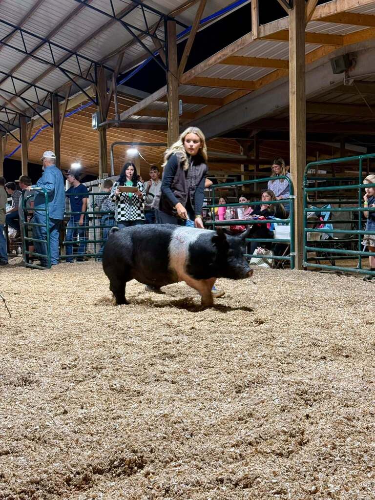 What a week for our Puxico FFA livestock exhibitors at the Stoddard County Fair!  From showmanship and long days at the barn to the Wednesday and Thursday night shows and Saturday morning’s sale, these students put in the work and represented our chapter well. 🌟 Caleb Wagner: Supreme Grand Champion Market Steer and 3rd Light-Medium Market Swine FFA 🌟 Miley Harmon: Supreme Reserve Grand Champion Market Goat, FFA Showmanship Goat, and 2nd medium market swine FFA. ✨ Maylee Stephens: 2nd Heavy Market Steer 4-H and 1st Medium (B) Market Swine 4-H 🐖 Landon Faries: 2nd Heavy Market Swine FFA 🐖 Maggie Reinert: 3rd Medium-Heavy Market Swine FFA 🐖 Lexi Freeman: Heavy Market Swine FFA 🐖 Kelsi Placher: Medium-Heavy Market Swine FFA and FFA Showmanship 🐖 Caden Hemby: Light Market Swine FFA And that’s not even including all of the breeding class accomplishments, or our Puxico 4-H Warriors accomplishments which were just as impressive!  More than the banners and placings, this week was about the time spent feeding, fitting, walking, practicing, learning, and showing up for these animals day after day. I’m proud of the work this group put in and the way they represented Puxico FFA. Congratulations to all of our livestock exhibitors on a great Stoddard County Fair!