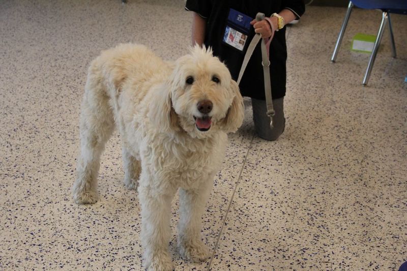 Therapy Dog at Neidig Family Fun Night