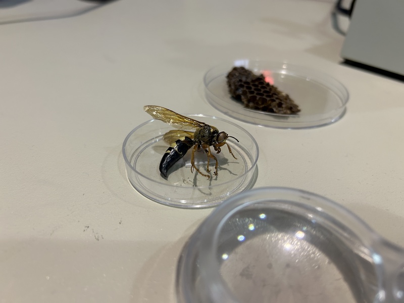 The hornet students had the chance to examine