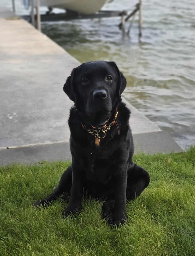 Sport - QMS Therapy Dog