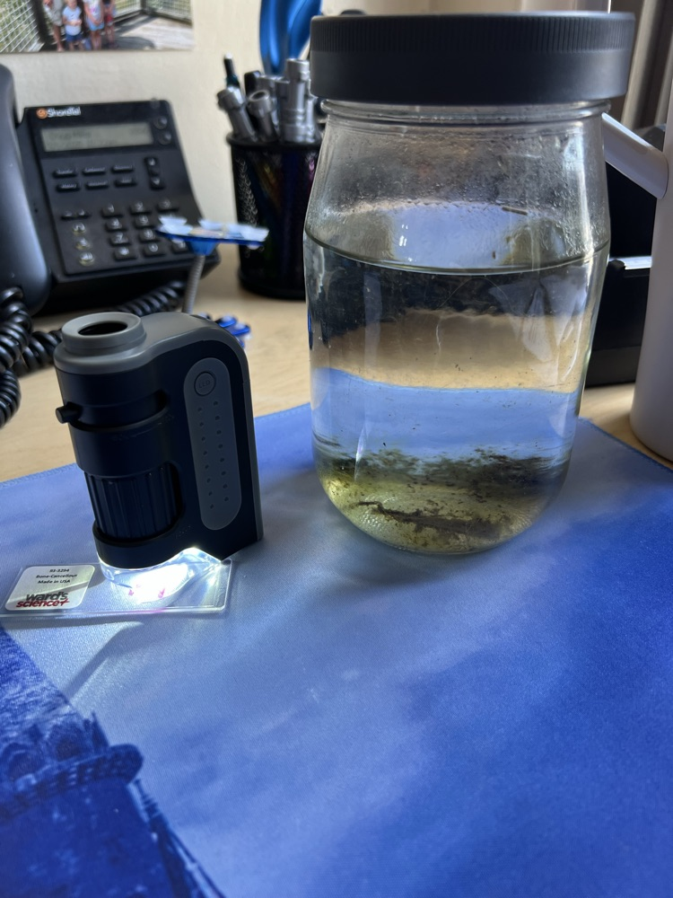 Using microscopes in science