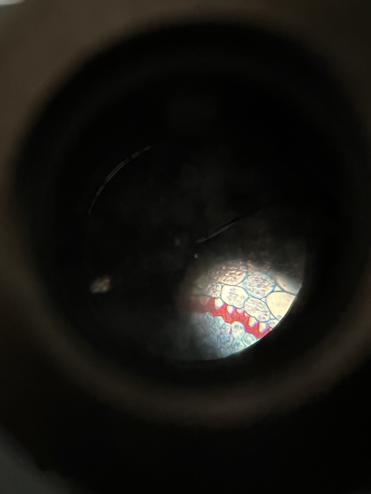 Using microscopes in science