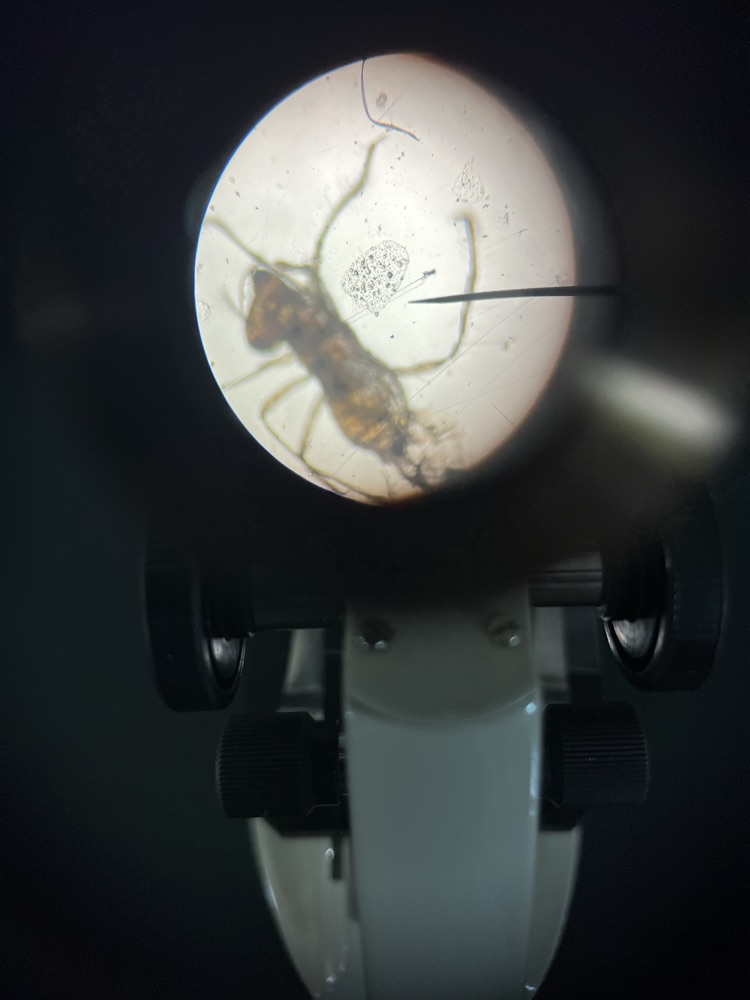 Using microscopes in science