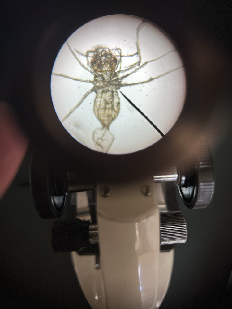 Using microscopes in science