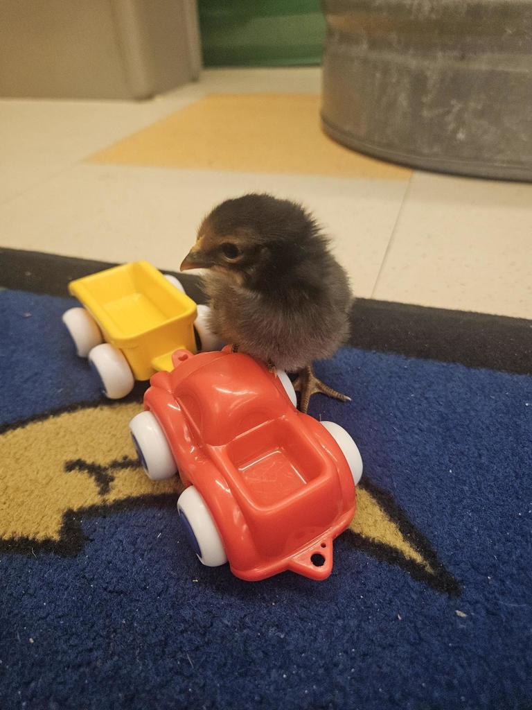 ride