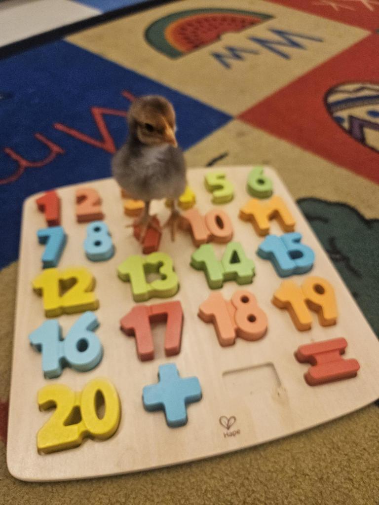numbers