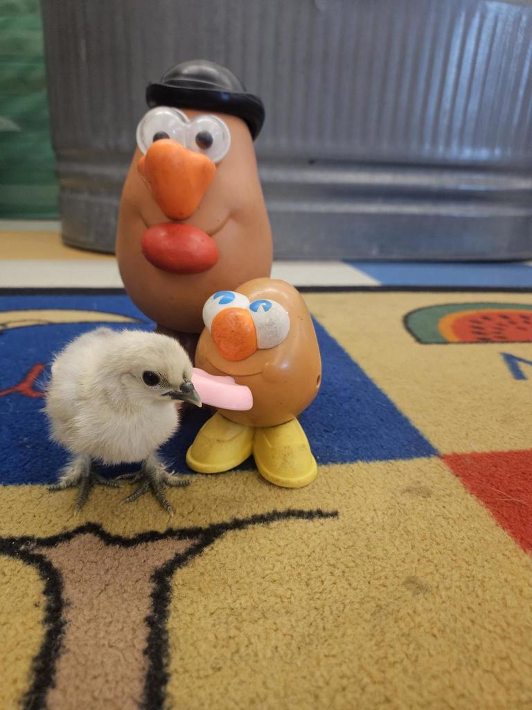 Potato head family