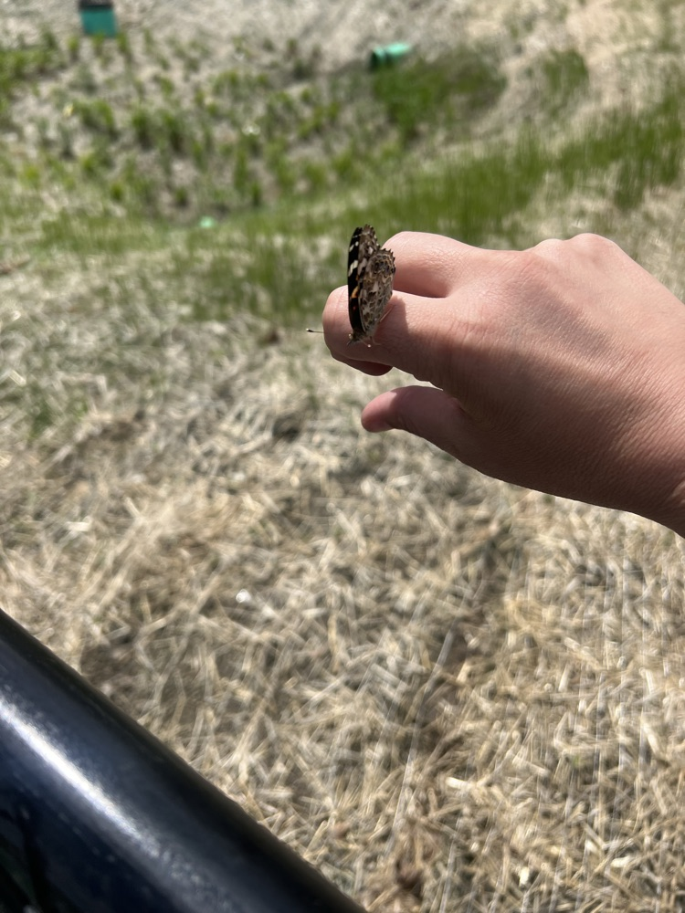 Butterfly Release Day
