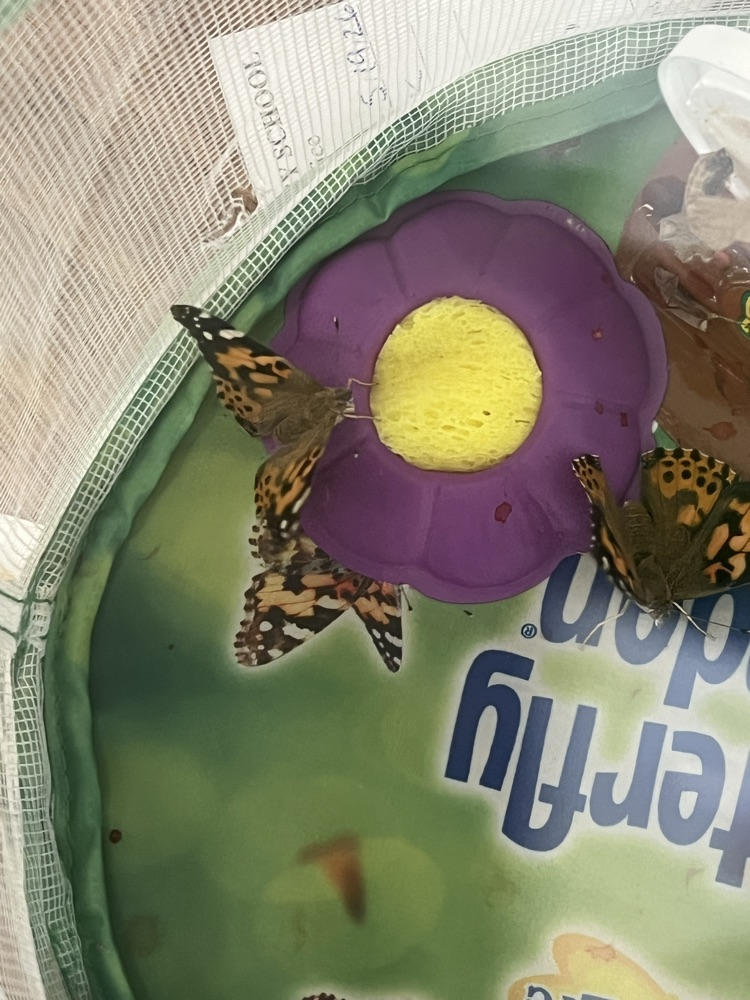 Butterfly Release Day