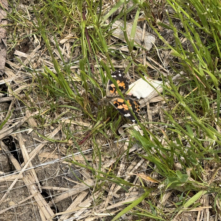 Butterflies