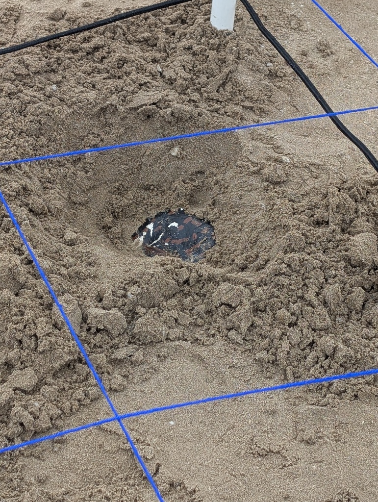 An uncovered artifact in the sand.