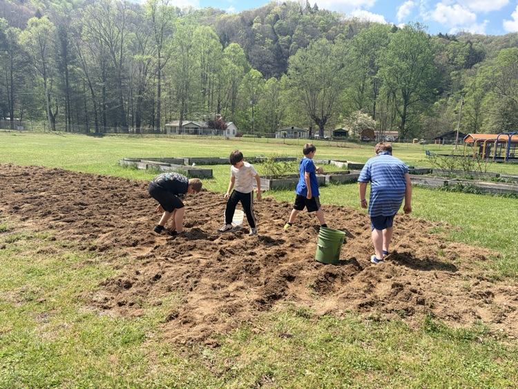 4th grade boys are getting rocks out of the garden.