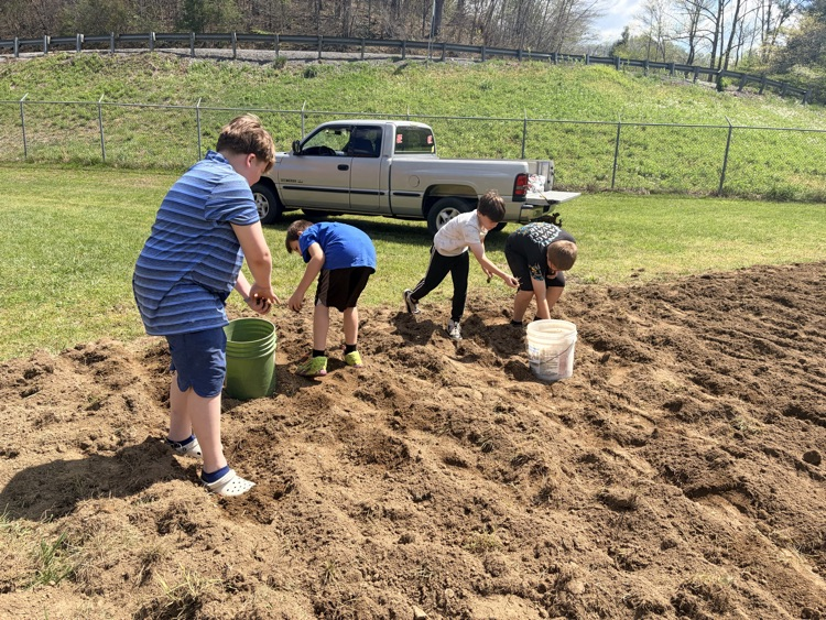 4th grade boys are getting rocks out of the garden.