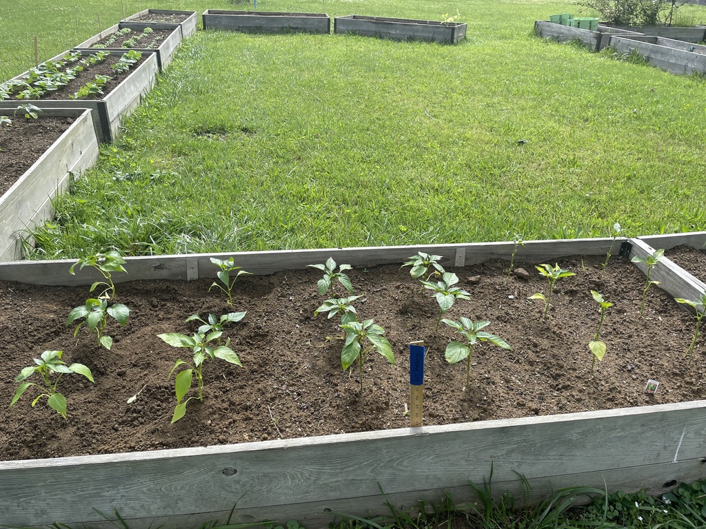 Peppers