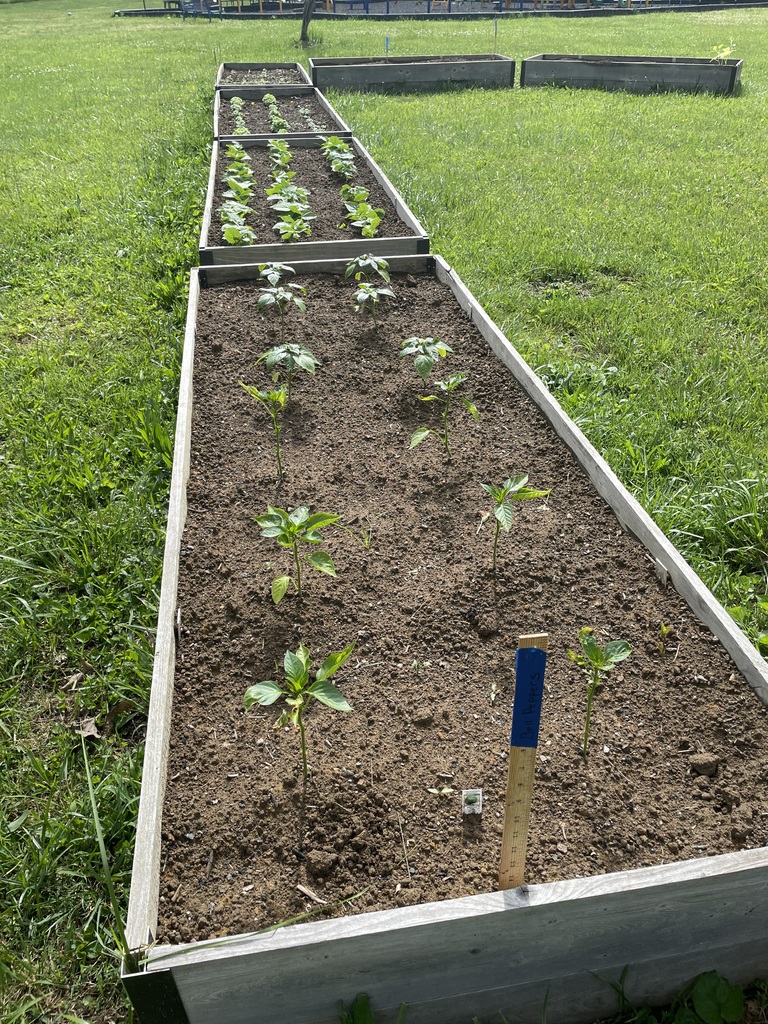 Peppers