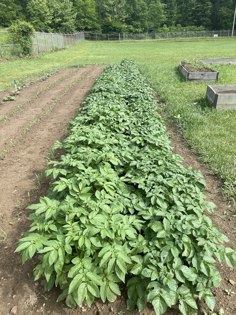 Potatoes