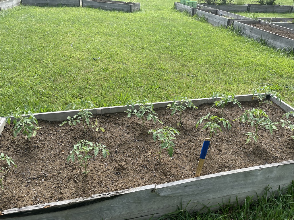 Tomatoes