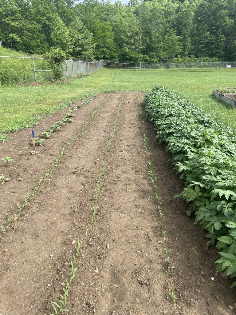 Corn and Potatoes
