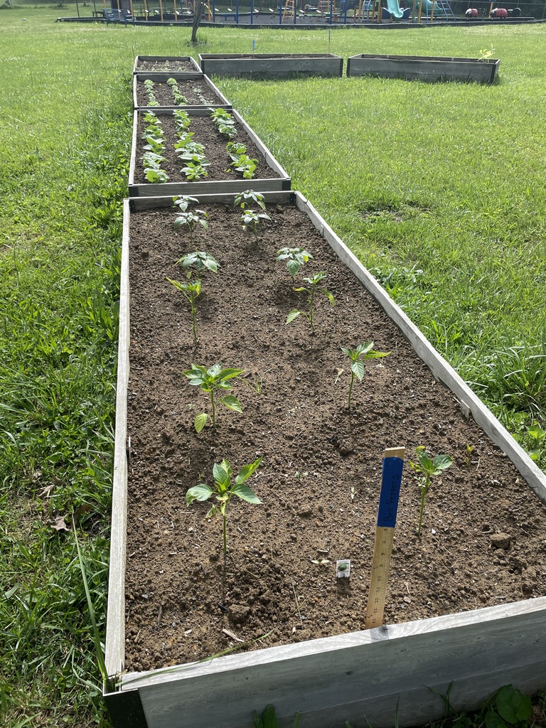 Peppers