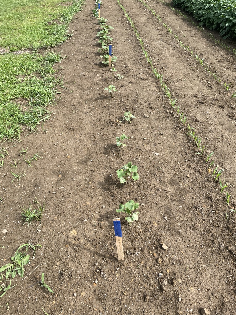 Cucumbers 