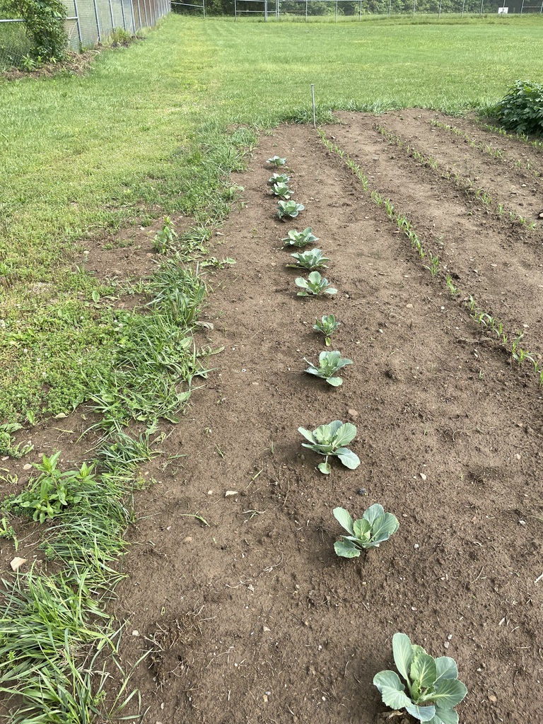 Cabbages