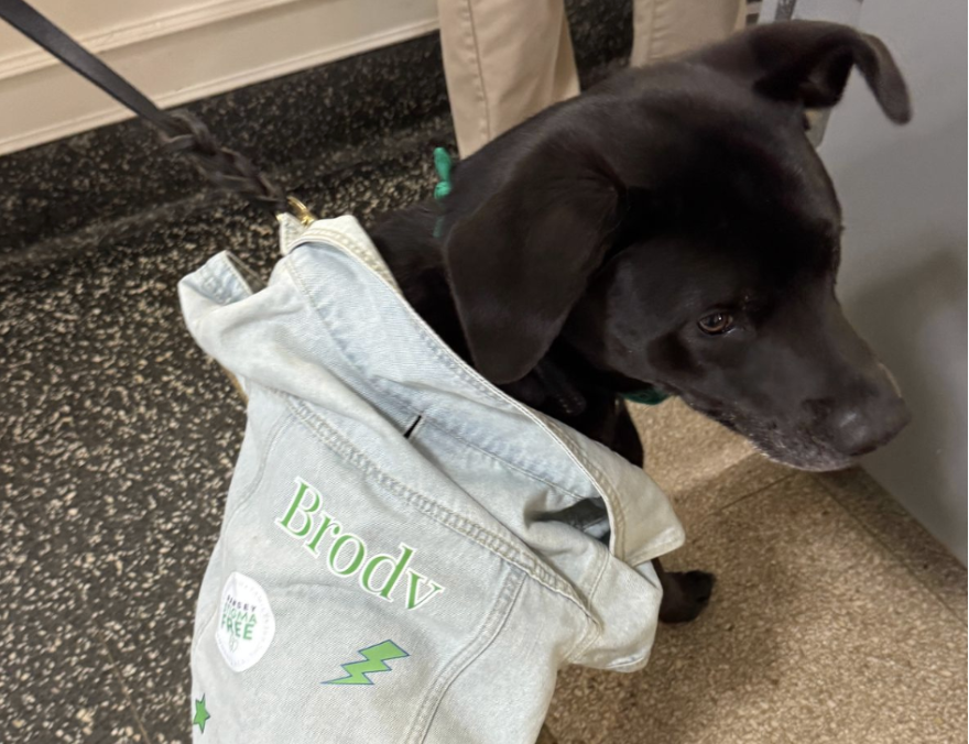 Brody, RHS's Therapy Dog