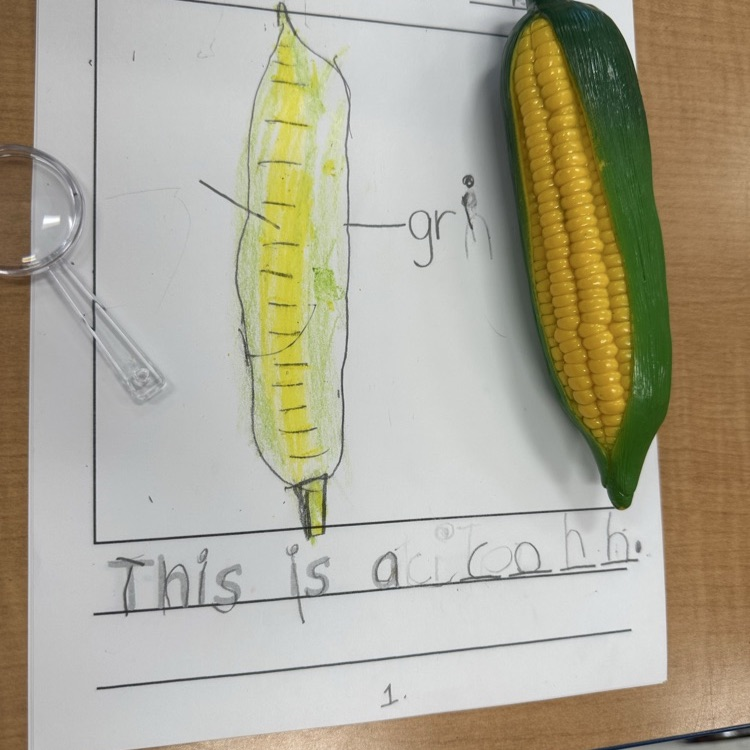 K writers in Mrs. Nagy’s class are looking closer! Using picture detail and describing words make our writing pieces strong! Yes! We Are Writers! 