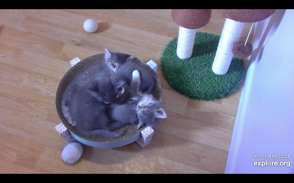 kittens