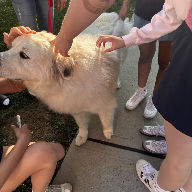 dogs2