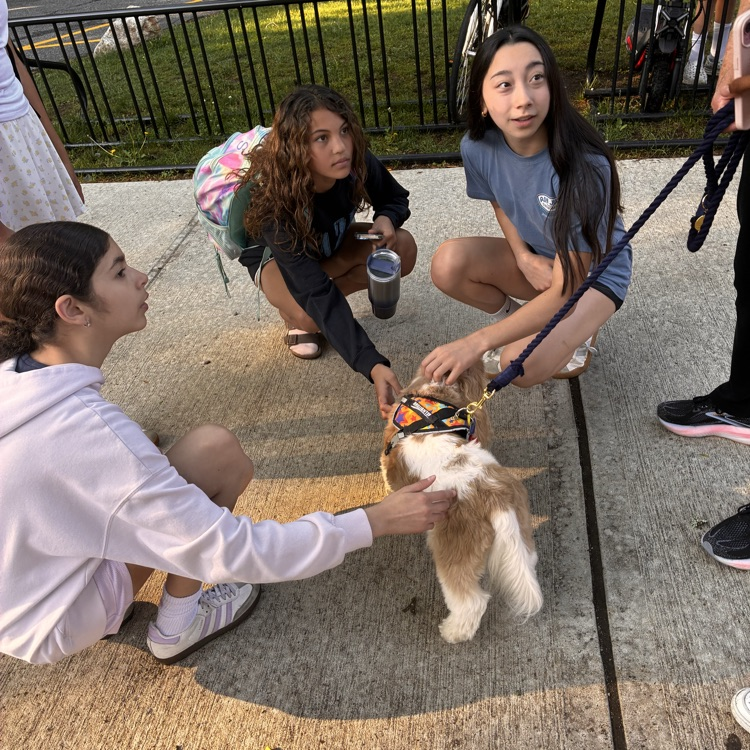 dogs3