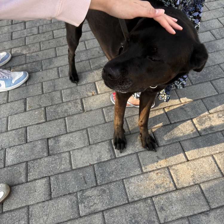 dogs5