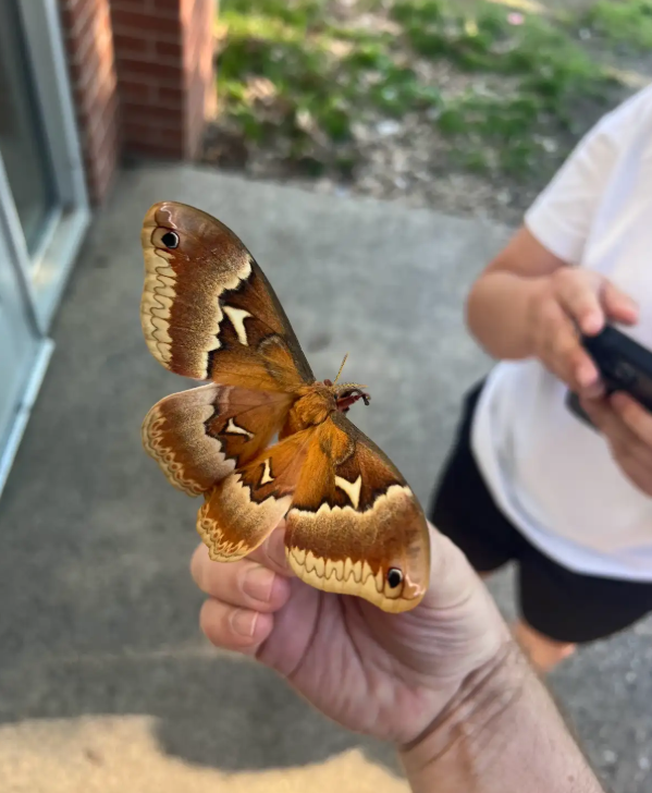 moth