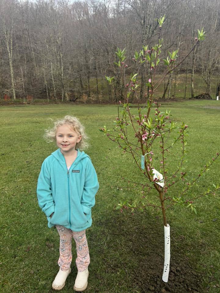 Kindergarten Tree