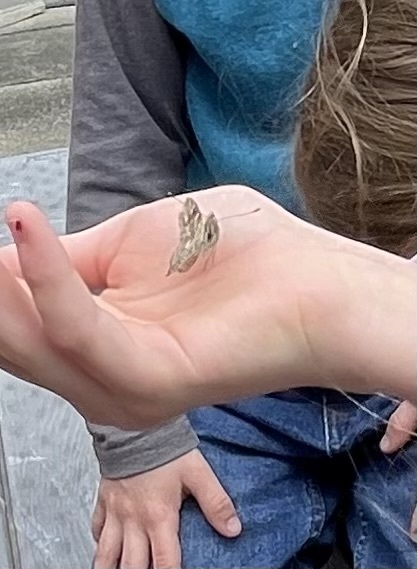 Butterfly Release