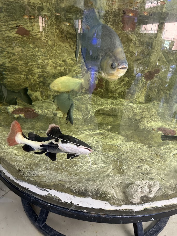 Randleman Middle School 7th-graders toured Davidson-Davie Community College to learn about various opportunities in dental assisting, cosmetology, zoo and aquarium programs, and other health fields. Students learned about the college and career promise courses available in high school, and early college opportunities starting in 9th grade. Students had a chance to explore the gym and fitness center that are available to all students and other amenities.  