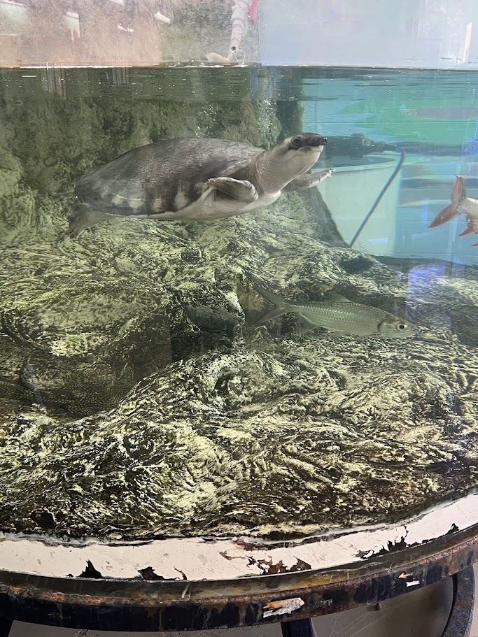 Southeastern Randolph Middle School students toured Davidson Davie Community College to learn about various opportunities in dental assisting, cosmetology, zoo and aquarium programs, and other health related fields. Students learned about the college and career promise courses available in high school and early college opportunities starting in 9th grade. Students had a chance to explore the gym and fitness center that are available to all students.